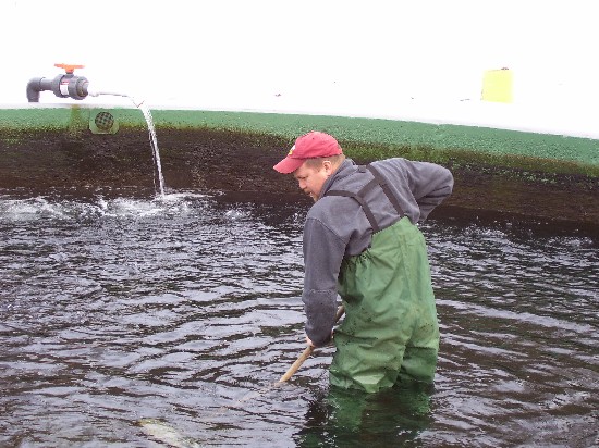 Mark cleans rearing tanks